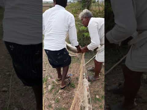Villagers saving a
