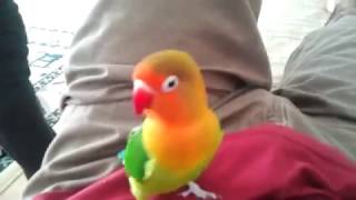 Burung love bird GOYANG BEATBOX Mantap!!