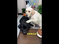 Dog: Don't forget your brothers when something good happens!