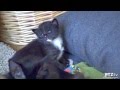 PUSSYCAT DOLL KITTENS FIRST ROAMING 04 24 2015 PART 1