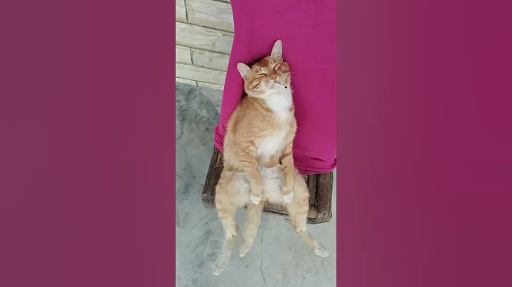 Watch the video about Funniest cat video part53 #viral# #foryou#fyp#shortvideo# #funny#short#treading# #youtubeshorts#