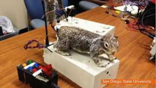 Government-Funded Robotic Squirrel Survives Sequester