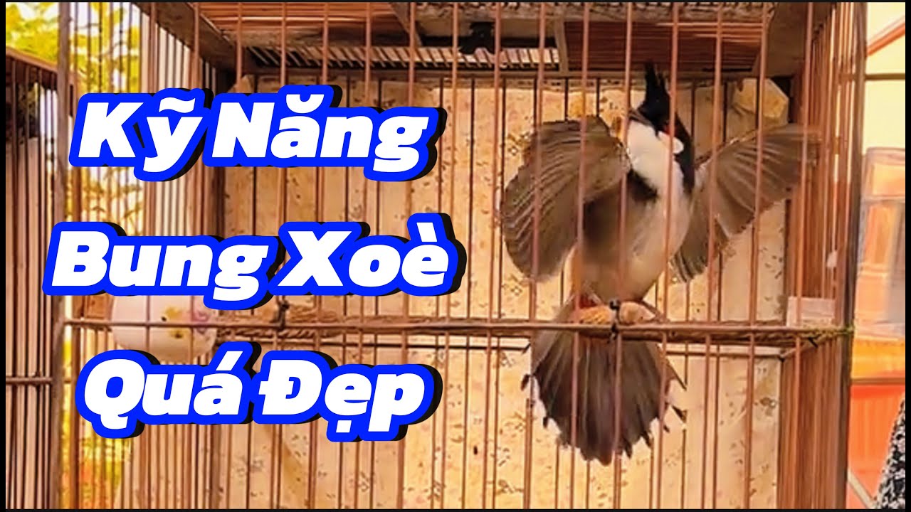 Chào Mào Đấu | Kỹ Năng Bung Xoè Quá Đẹp