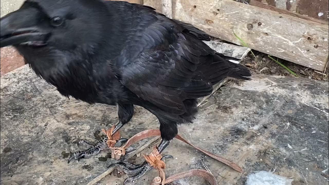 Ворон гоша. Ворон гоша