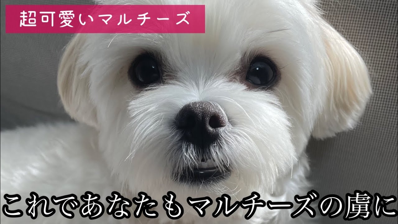 可愛いすぎるマルチーズ これであなたもマルチーズにメロメロ確定 Youtube