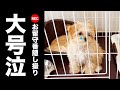 子犬のお留守番を隠し撮りしてみたら...飼い主の僕が涙を流しました。
