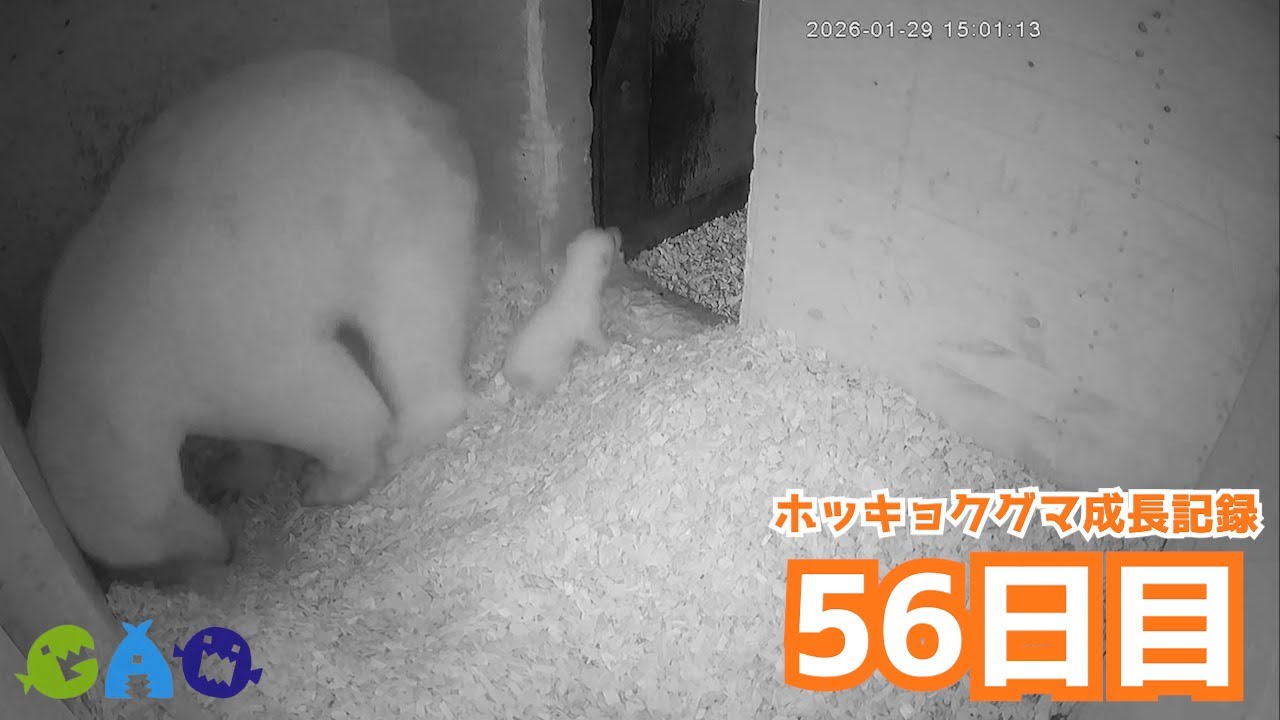 【56日目】ホッキョクグマ成長記録27