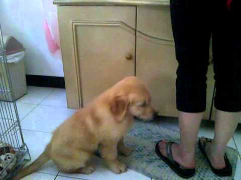 Golden Retriever Puppy Diet Chart India