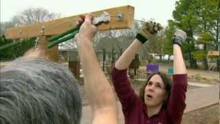 Oklahoma Gardening host Kim Toscano demonstrates how to build a trellis for a kiwi vine.