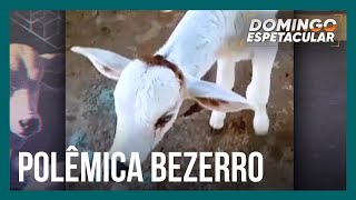 Bezerro criado como animal de estimação vira alvo de disputa em fazenda