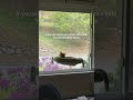 His favorite time of day is rush hour #cute #wholesome #cat