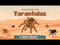 Tarantula Exploration Quiz