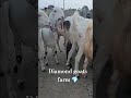 #goat Diamond goats farm 💎 /New Bakre 🐑🦙 contact 9109158997📱