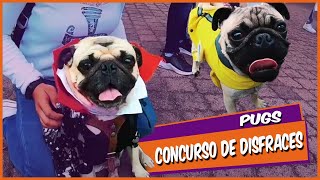 Concurso De Disfraces / *Pugs En #Orizaba*