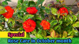 Special Rose Care in October Month || How to Care Roses in October month ?