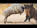 Wild Rams Vs Boar - That&#39;s Why You Should Avoid Wild Ram Horns! - PITDOG