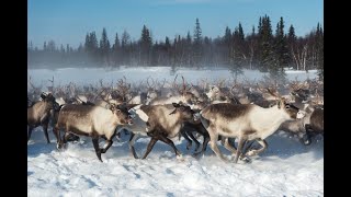 Стадо северных оленей на Ямале