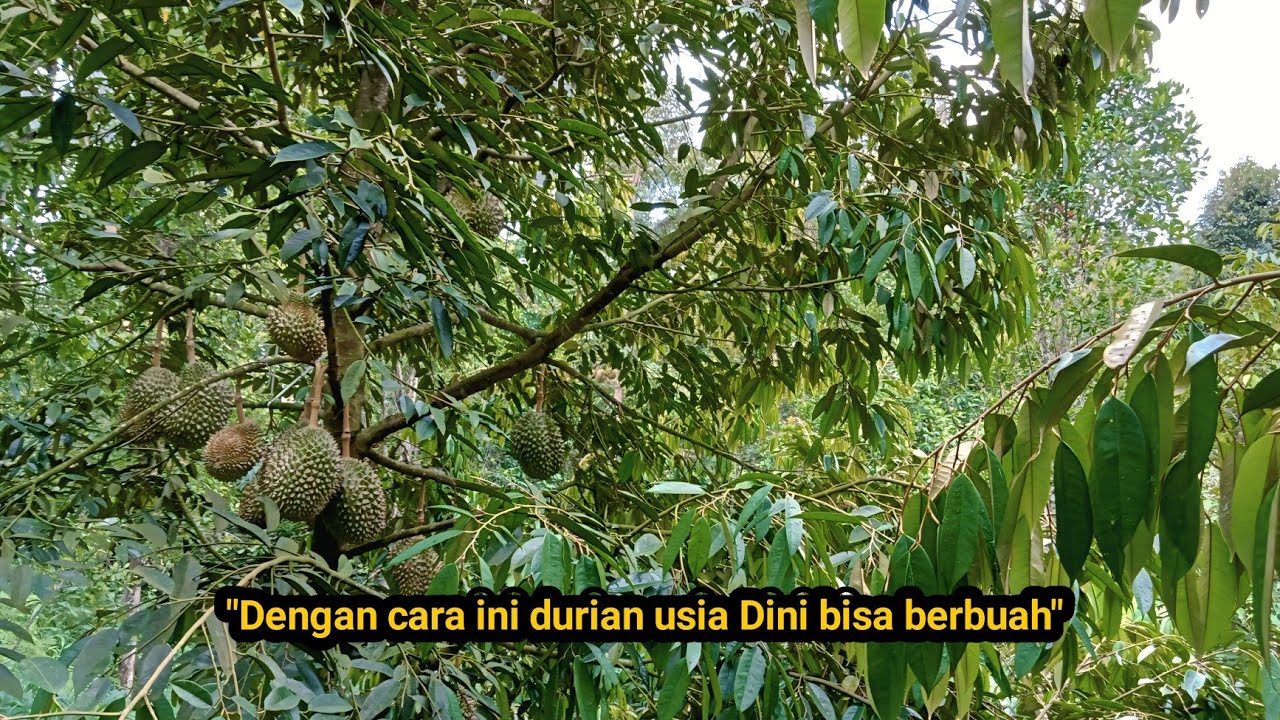 Saya membuahkan durian yang masih muda.ternyata 100%berbuah.