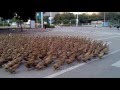 china. flock of  ducks crossing a highway
