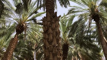 دحيم الحماد ١٤٤١هـ آية من سورة الذاريات