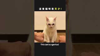 這隻貓咪是天才！　This cat is a genius！ image