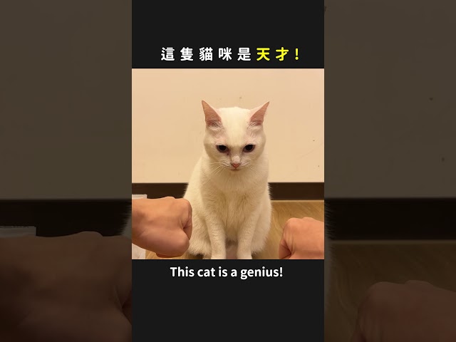 這隻貓咪是天才！　This cat is a genius！