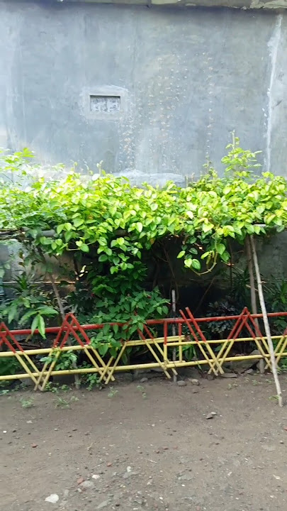 Mentari di pagi yang cerah di Desaku