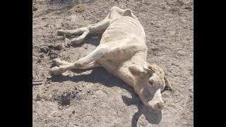 Epoca de Sequía Total y Heladas en el Rancho