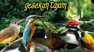 GESEKAN TAJAM CUCAK JENGGOT TENGKEK UDANG CILILIN PELATUK BAWANG   terapi udara (KOMPLIKASI18)