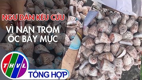 Ngư dân kêu cứu vì nạn trộm ốc bẫy mực