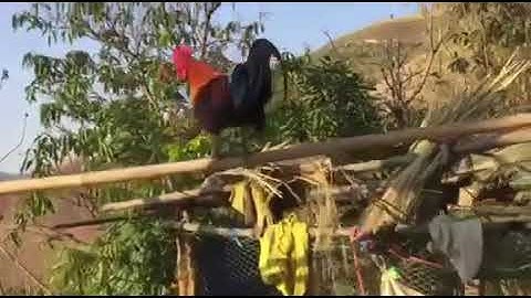 Gà mồi f2 - nqaib qus txuam ob 2020