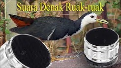 Suara denak ruak ruak wak wak mp3  - Durasi: 44:56. 