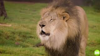 San Diego Zoo Global park reopening measures