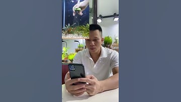 Tự làm dụng cụ hút phân cặn bể cá. DIY Aquarium siphon cleaner