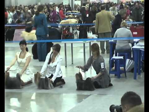 Выставка собак Евразия 2011