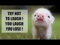 Cute mini piggy  try not to laugh or simle  funny pigs compilation 2018