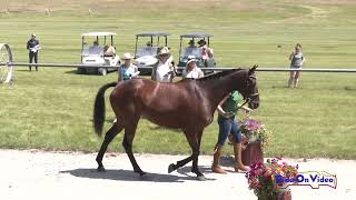 080J2 Erin Storey on Dot Notation CCI2* Long Jog 2 Rebecca Farm July 2024