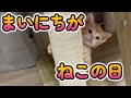 物置に置き去りにされた子猫家族を保護しました（Part17)