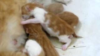 Details MVI_0861.AVI News