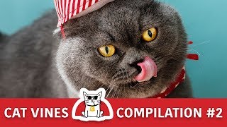 Cat Vines Compilation & Funny Moments | Try Not to Laugh Challenge by The CatZ 4,829 views 4 years ago 3 minutes, 57 seconds