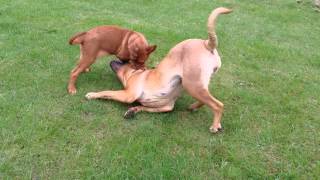 Stunt dog, Lulu, Dogue de Bordeaux with her sister, Coco, Old English Mastiff.