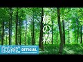 朝の森: Summer Forest Chill - Relaxing Piano Instrumental Music for Stress Relief, Rest
