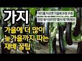 Eggplant Late Fall 40 More Harvesting Tips Cut Here And It Will Hang In The Fall If You See F Eggplant Late Fall 40 More Harvesting Tips Cut Here And It Will Hang In The Fall If You See F