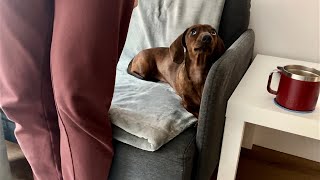 Mini dachshund won't get out of the way