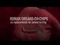 Human Organs-on-Chips as replacements for animal testing with Donald Ingber