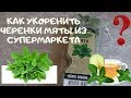 Как укоренить черенками мяту из супермаркета  в домашних условиях