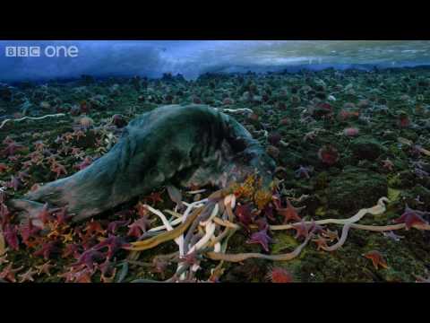 Life - Timelapse of swarming monster worms and sea stars - BBC One