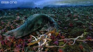 Life  Timelapse of swarming monster worms and sea stars  BBC One