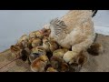 Beautiful broody hen hatching 20 eggs to 20 chicks