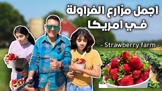 اجمل مزارع الفراولة في الريف الأمريكي 😍🇺🇸 || Strawberry farm 🍓